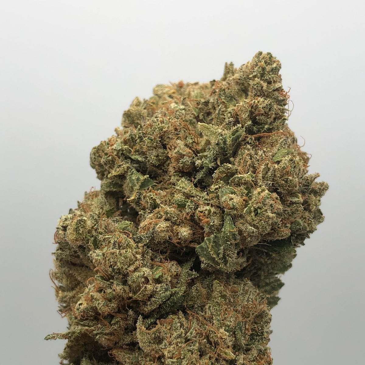 Gelato - The Hemp Concept